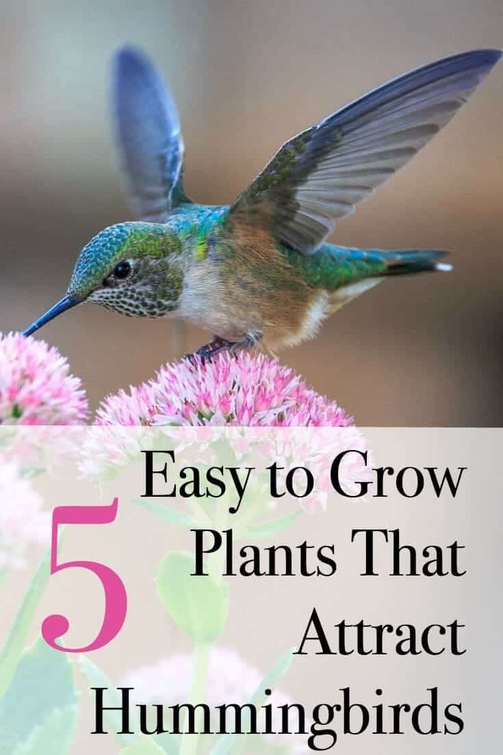 Top flowers for a hummingbird and butterfly garden that are easy to grow.