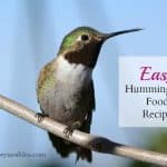 what to feed hummingbirds hummingbird recipe