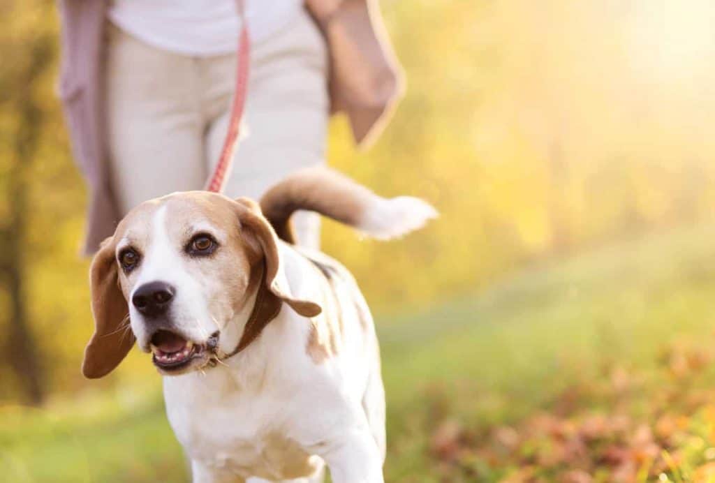 A daily walk with your dog has great health benefits.