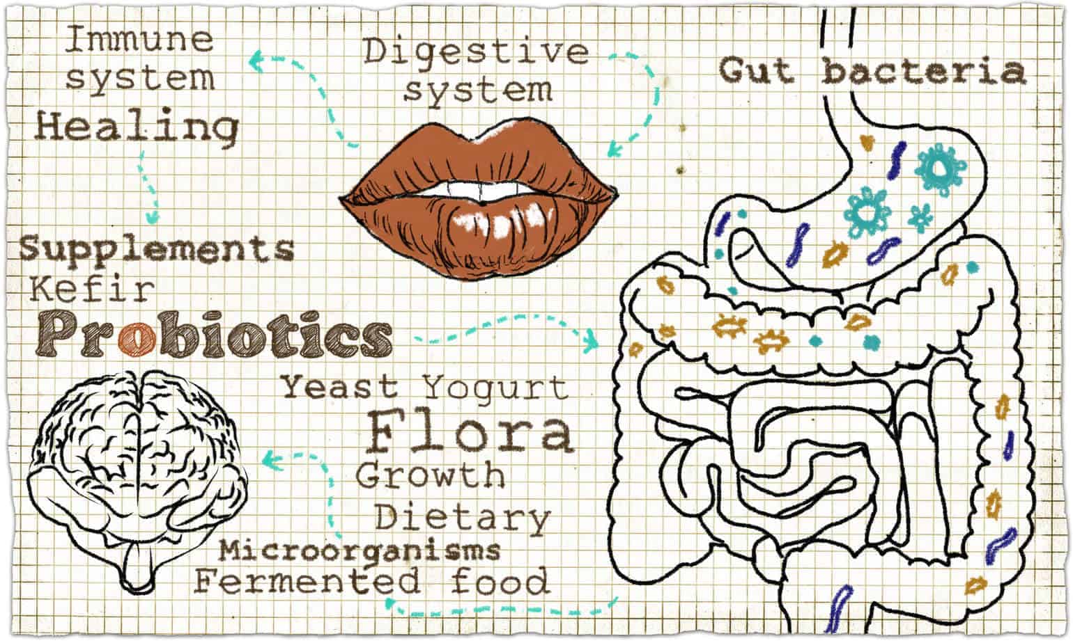 Probiotics vs prebiotics. What exactly is the difference anyway?