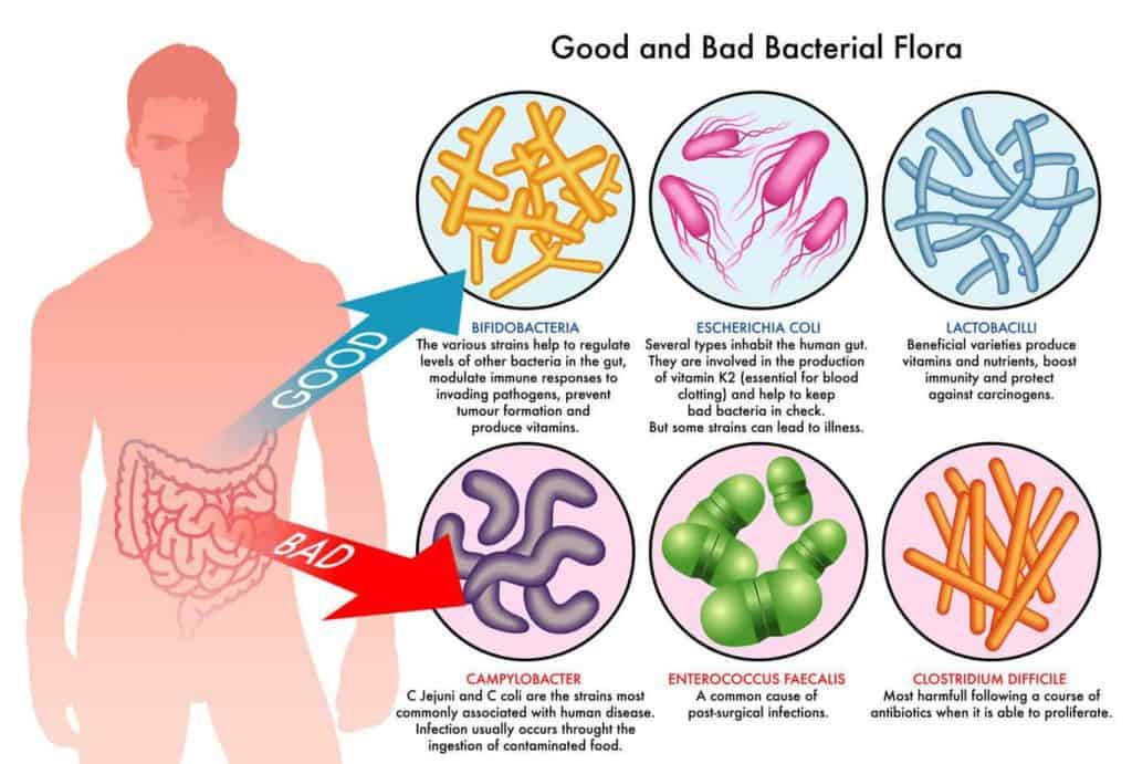 Graphic showing the main types of good and bad bacterial flora