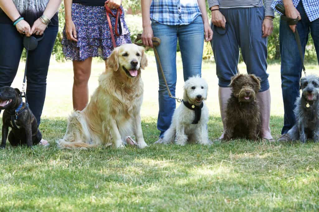 best dogs for elderly and retirees