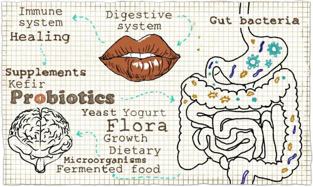 How do I heal leaky gut? Probiotics vs prebiotics. What exactly is the difference anyway?